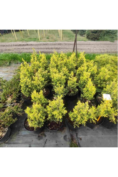 Можжевельник обыкновенный Голд Кон - 5л/вис.35-45см/Ø15-25см